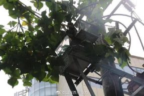 雁江供电公司修理10kV中晶二线上树枝，变身“伐木工”