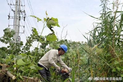 配合周山镇长宁村18号配电台区砍伐电力线旁的超高树木