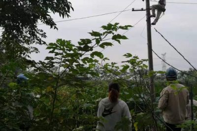 报修人员乘上小舟登上电杆搭接发生故障的藕塘内线路