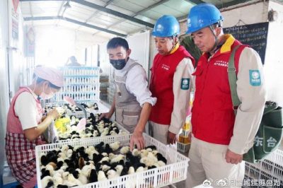 电力秋检 保障电气化炕孵禽苗用电