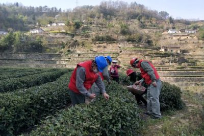 走进茶园  供电贴心服务有保障