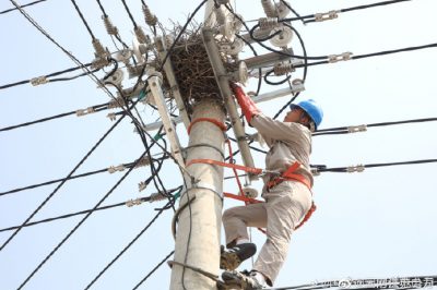 转移10千伏线路电杆横担上鸟窝