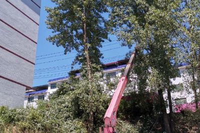 配电运检人员在10千伏高镇线对高大树木进行砍青扫障
