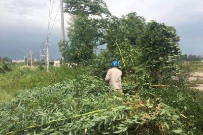 对10千伏白土线机巡及10千伏北朗线进行清障