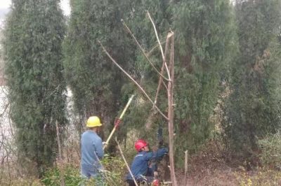 对10千伏双樟线#0023-#0025杆段进行砍青扫障等通道治理工作