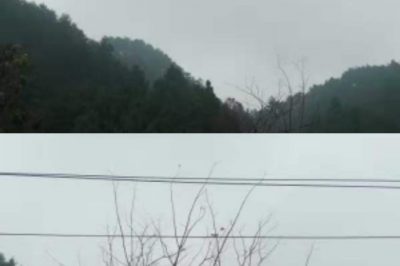 对10千伏桐南线砍青扫障